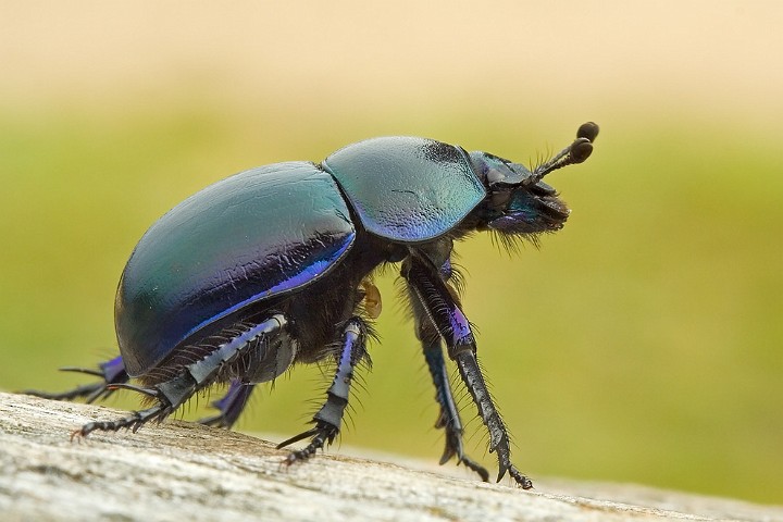 Frhlingsmistkfer Geotrupes vernalis